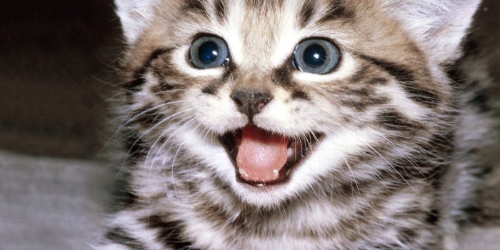 1600x1225 Funny cat wallpaper