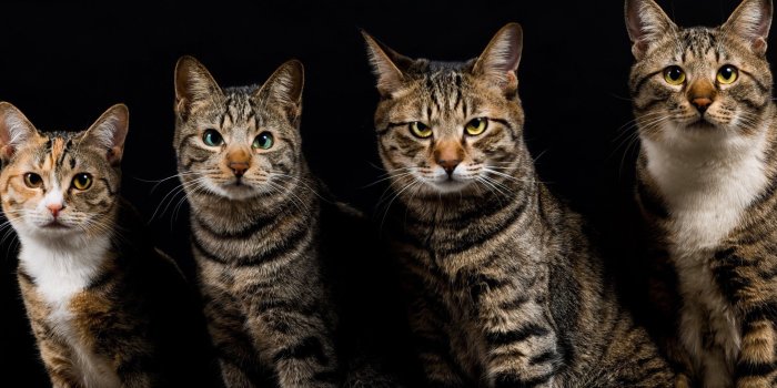 2262x1504 Cute Cat Wallpapers, Lovely Animals, Claws, Funny Cat Images