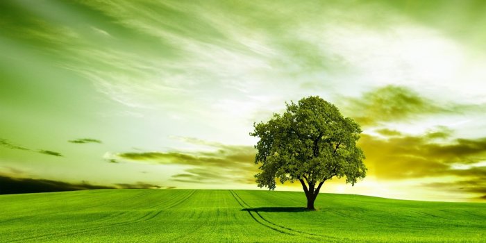 2560x1600 Tree Wallpaper For Android #QlE | Earth in 2019 | Tree hd wallpaper