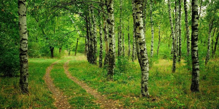 1920x1200 Free Desktop Wallpapers Trees