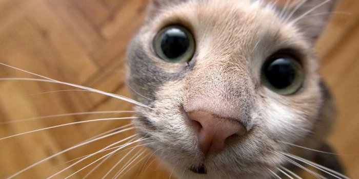 1024x768 Funny Cat wallpaper | 1024x768 | #58472