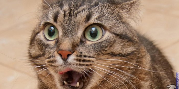 1800x1200 Funny Cat Wallpaper, 36++ Funny Cat Wallpapers and Photos In HD