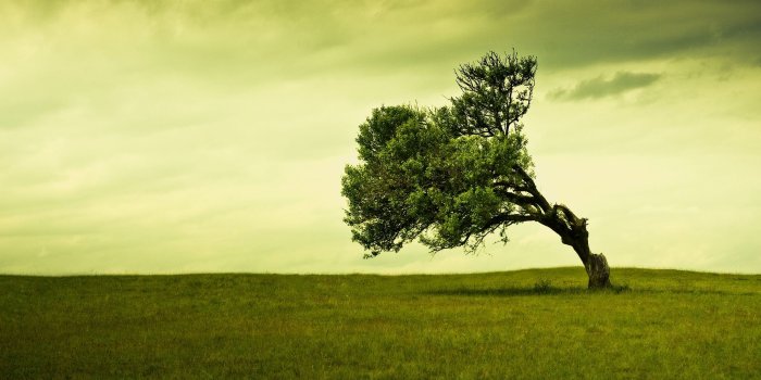 1920x1080 Green Tree ❤ 4K HD Desktop Wallpaper for 4K Ultra HD TV • Wide