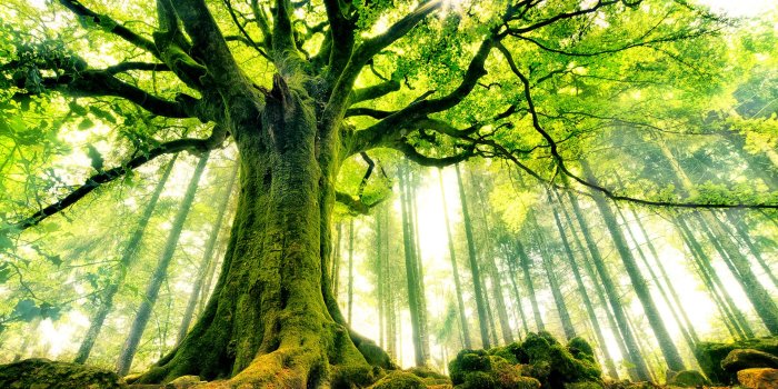 1920x1200 Tree Wallpapers | Best Wallpapers