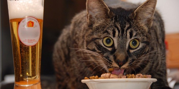 1920x1200 Funny Cat Desktop Wallpapers