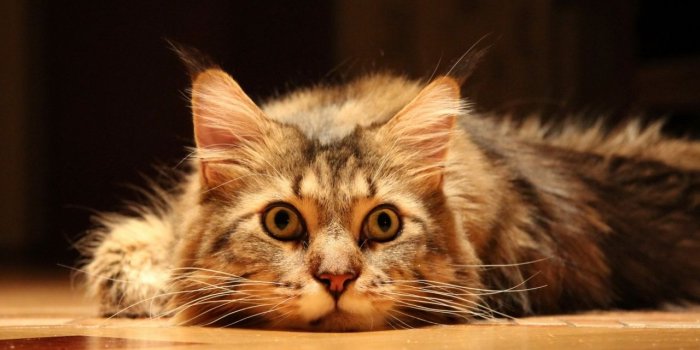 1280x804 Cute Funny Cat wallpapers | Cute Funny Cat stock photos