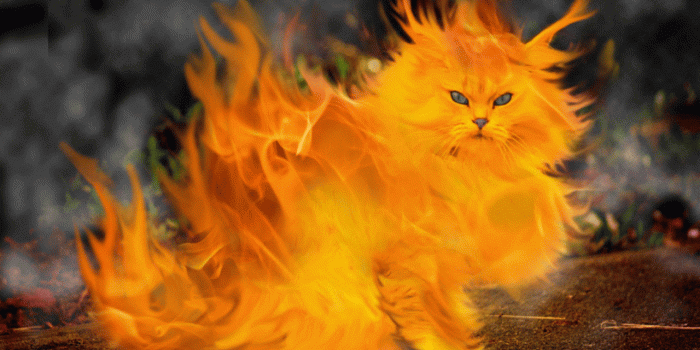 1280x1049 Funny cat wallpaper