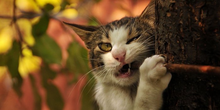 1920x1080 Funny cats HD Wallpaper, Background Images