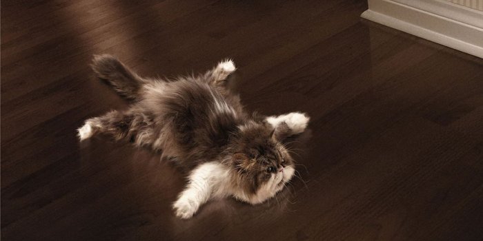 1366x768 Funny Cat Wallpaper HD Wallpapers Pulse 1366x768