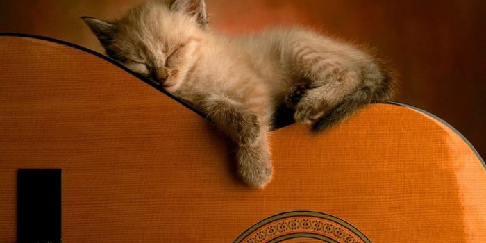 1024x768 Wallpaper: Funny Cat Wallpapers Desktop Background