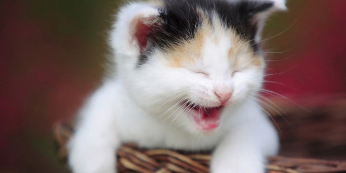 1680x1050 Funny Cats Wallpaper 10813 1680x1050px