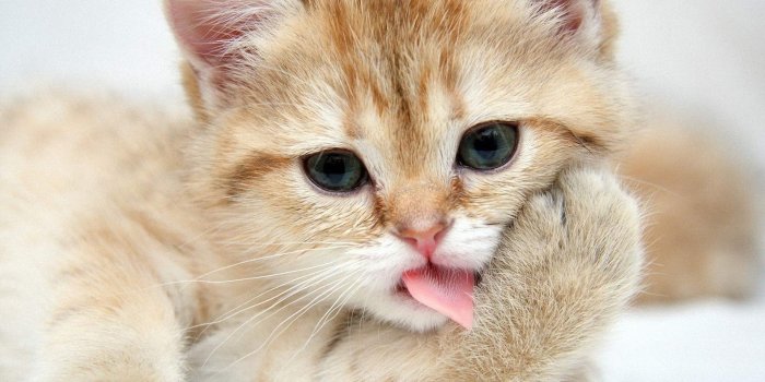 1920x1200 Cute Cat Wallpaper (71+ pictures)