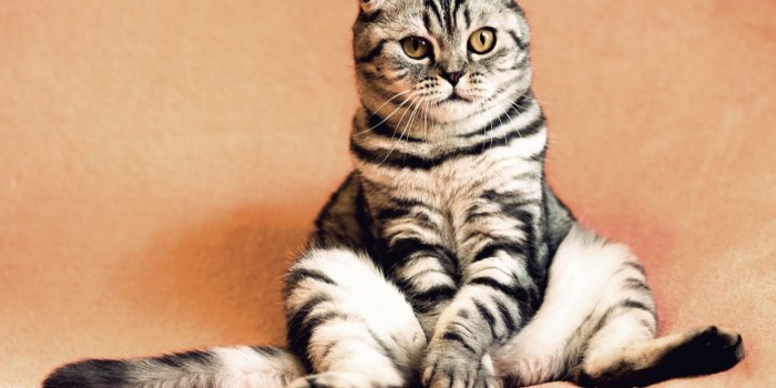 1920x1280 Funny Cat Expression Wallpapers (30+)