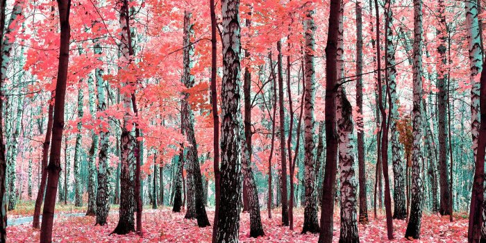 1920x1178 Birch Tree Wallpapers