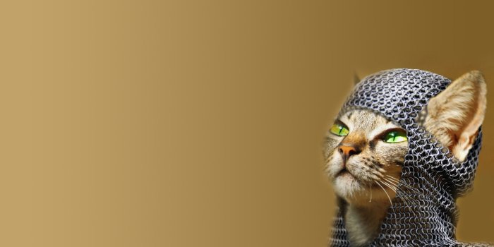 1920x1200 Funny cat wallpapers 1920x1200 desktop backgrounds