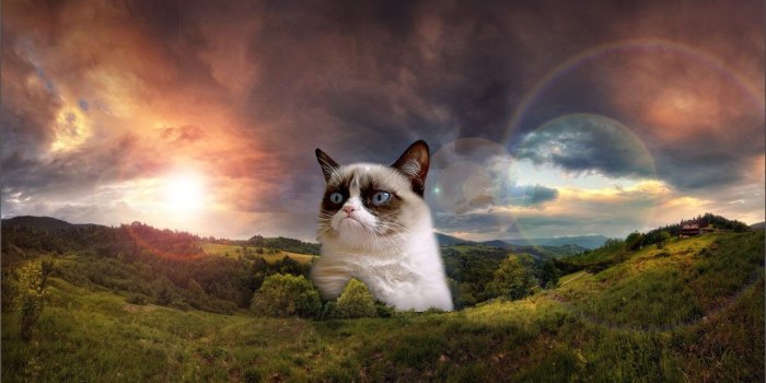 1280x725 Funny cat wallpapers Gallery