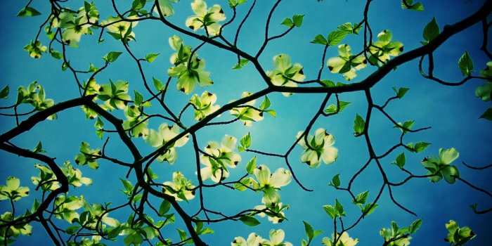 2560x1600 60+ Tree Desktop Wallpapers - Download at WallpaperBro