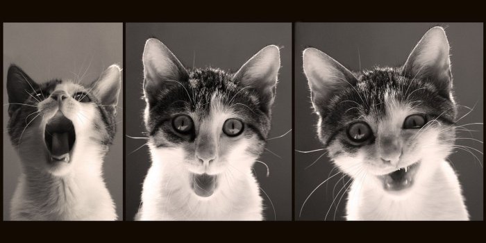 1920x1080 Funny Cats Wallpapers ·① WallpaperTag