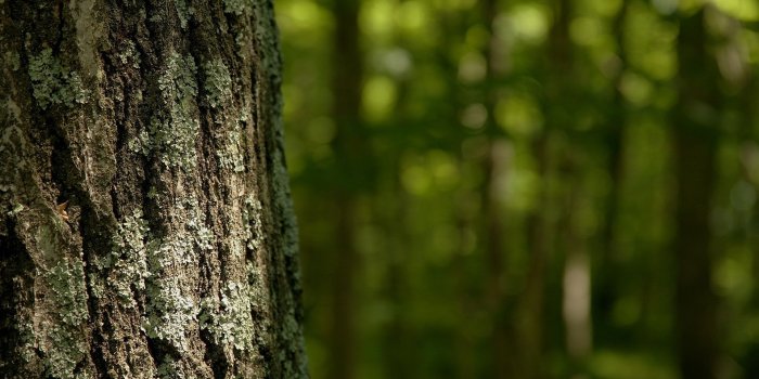 1920x1080 17 Fantastic HD Tree Bark Wallpapers