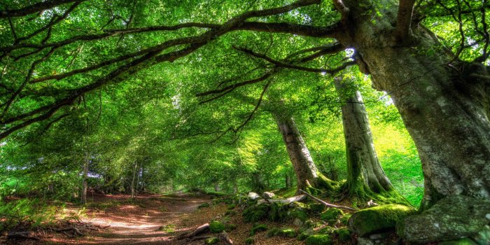 2560x1600 Free Desktop Wallpapers Trees