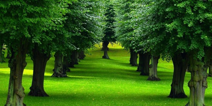 1920x1080 Trees Wallpapers - Tree Backgrounds (#683870) - HD Wallpaper Download