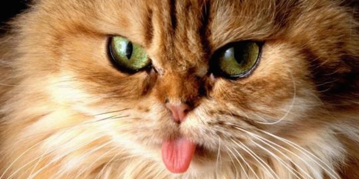 2100x1575 Funny Cat Wallpaper-Free HD Animal Screen Savers