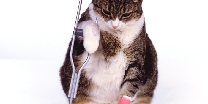 1600x1200 Funny Cats - Cats Wallpaper (9474158) - Fanpop