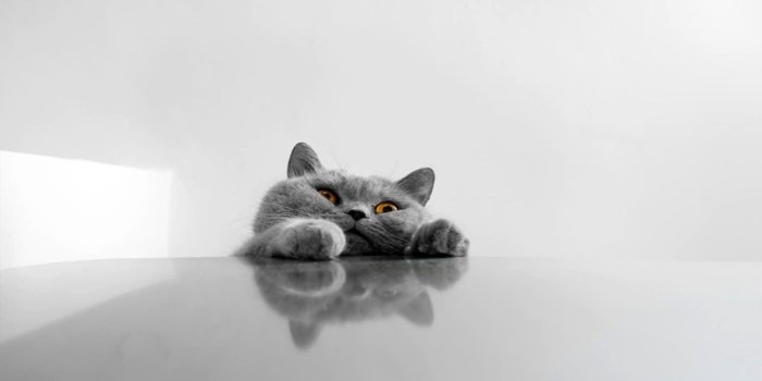2560x1320 Funny Cat Wallpaper Hd - Funny Wallpapers and Backgrounds