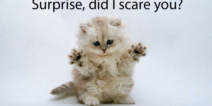 1366x768 Funny cat wallpaper free Gallery