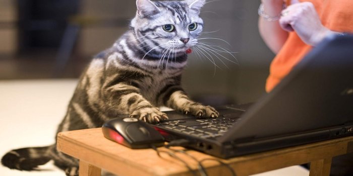 2560x1600 Funny Cats Wallpapers (72+ background pictures)