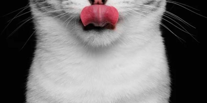 720x1280 funny cat Wallpaper by georgekev - 36 - Free on ZEDGE™