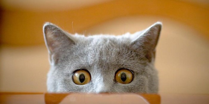 1366x768 Funny Cat Pics – download on the digitalimagemakerworld.com chargeless