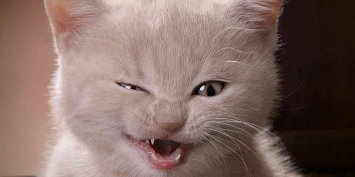 1024x768 Extreme Funny Cats 31 Cool Hd Wallpaper - Funnypicture.org