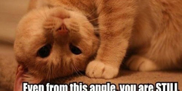 1024x768 Little Cats Naps: Funny cats wallpapers