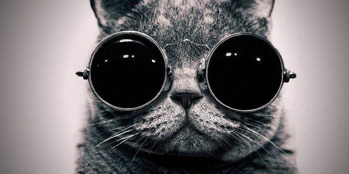 1920x1440 Funny Cat Wallpaper 1920x1440, #P7V4JDW | MarkInternational.info
