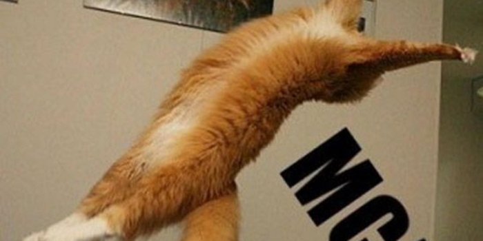 2192x2196 Funny Cat Wallpapers With Captions - Funny Wallpapers and Backgrounds