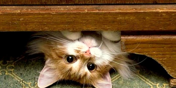 1366x768 Funny Kitty Wallpapers - Top Free Funny Kitty Backgrounds