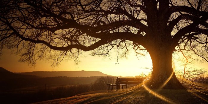 1920x1200 Tree Desktop Wallpaper (69+ images)