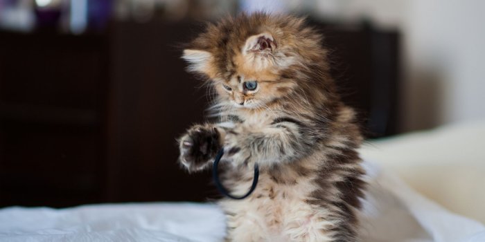 1920x1200 Funny Cat Playing 50 Desktop Wallpaper - Funnypicture.org