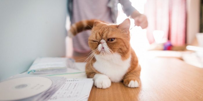 1920x1200 Funny cat wallpaper - Animal wallpapers - #34174