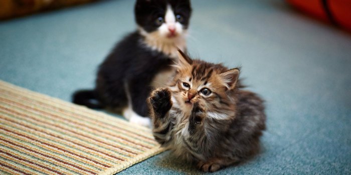 1920x1200 Double Cat Wallpaper