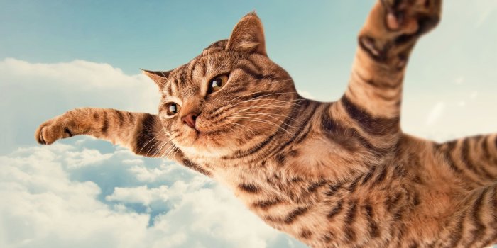 2560x1440 Funny Can Fly Cat Animation Wallpaper #2865 - Ongur
