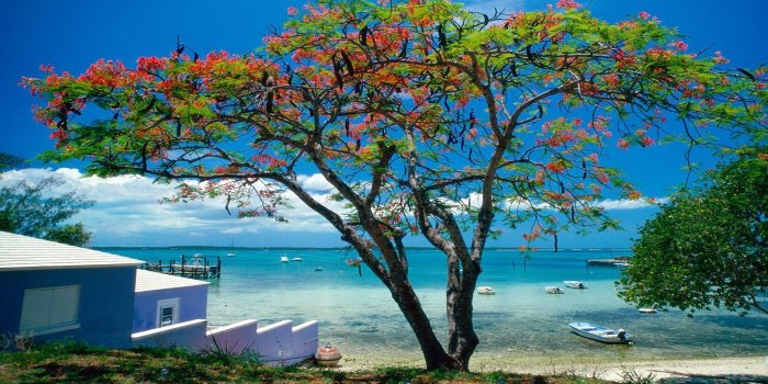 1920x1080 HD Blooming Tree On A Caribbean Beach Wallpaper, beach, tree, boats
