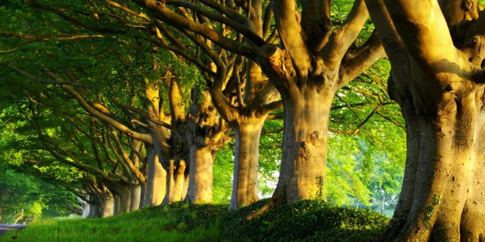 1920x1080 HD Wallpaper Trees - 52DazheW Gallery