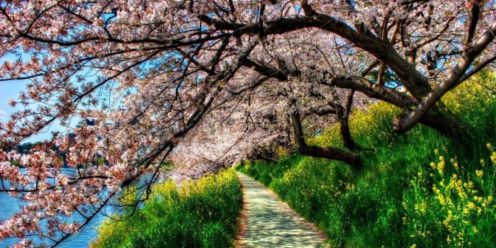 1920x1080 55+ Flowering Trees Wallpapers - Download at WallpaperBro