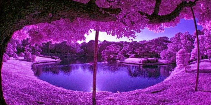 1600x1000 Purple Desktop Hd wallpapers desktop purple tree - Free HD Wallpapers