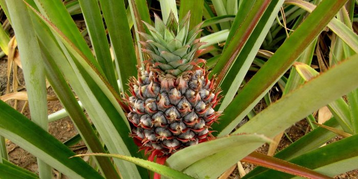 3070x1726 green and red pineapple free image | Peakpx