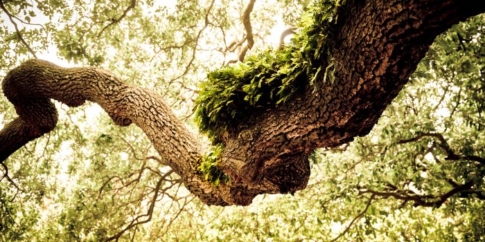 2560x1600 17 Wonderful HD Oak Tree Wallpapers