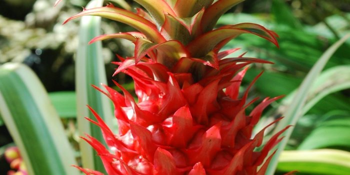 1296x1936 red pineapple free image | Peakpx