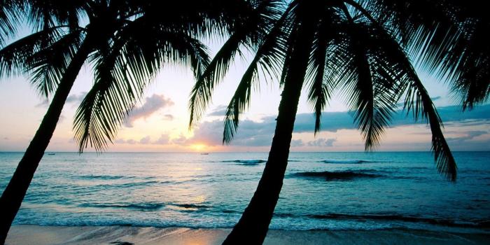 1920x1080 Palm Tree Wallpaper Desktop (69+ images)